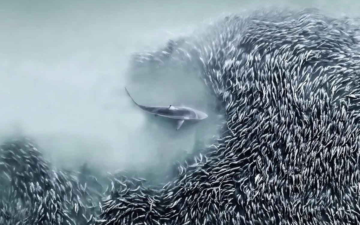 O melhor da Fotógrafia Aérea Internacional em 2025